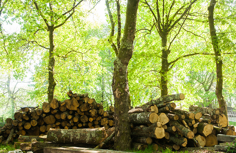 2014-mesas-valdebarco-madeira-TomasAlonso